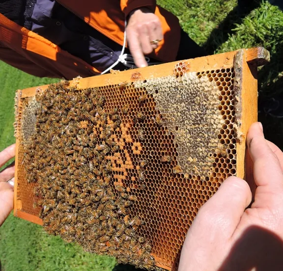 A new beekeeper examines a frame during a UC Davis honey bee course at the Harry H. Laidlaw Jr. Honey Bee Research Facility. Extension apiculturist Elina Lastro Niño and her staff teach classes for the public. (Photo by Kathy Keatley Garvey)