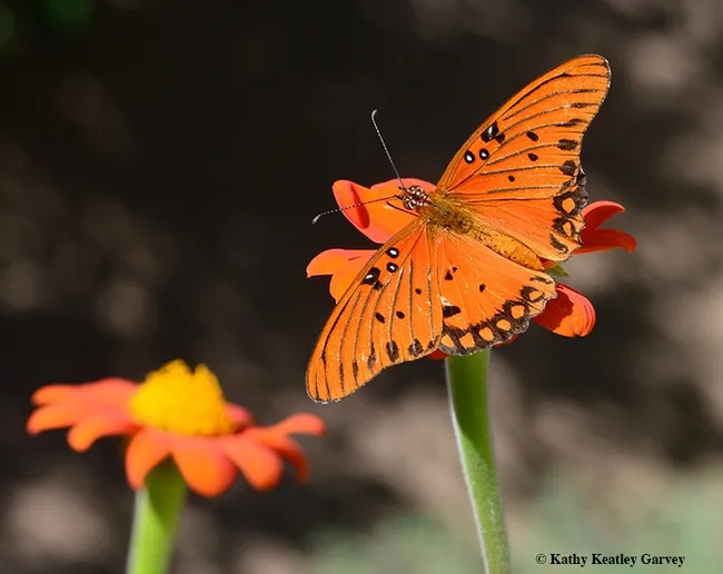 A Gulf Fritillary, Agraulis vanillae, lands on a Mexican sunflower. (Photo by Kathy Keatley Garvey)