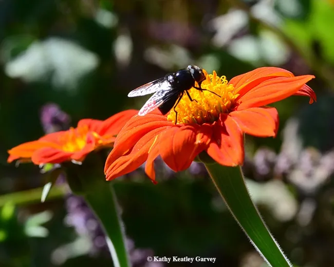 The wings of a black hover fly or syrphid, aka "Mexican cactus fly" (Copestylum mexicanum), gleam in the sunlight. (Photo by Kathy Keatley Garvey)