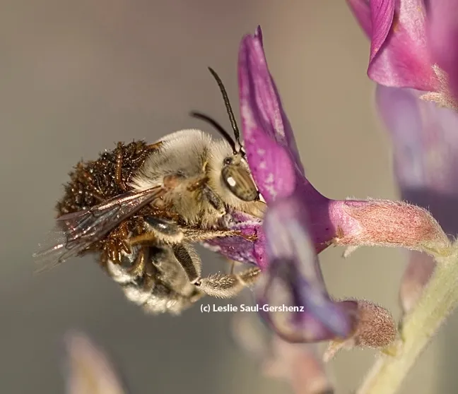 A digger bee, Habropoda pallida, with blister beetle larvae. (Photo by Leslie Saul-Gershenz)