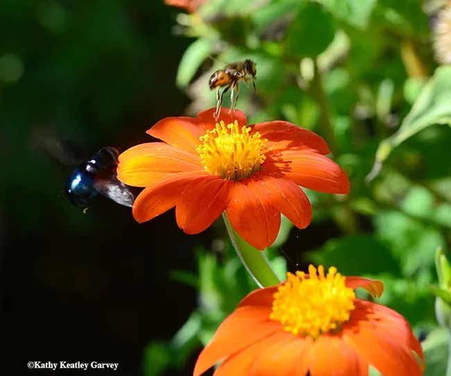 I'm outta here! The hover fly (probably Eristalis tenax) lifts off. (Photo by Kathy Keatley Garvey)