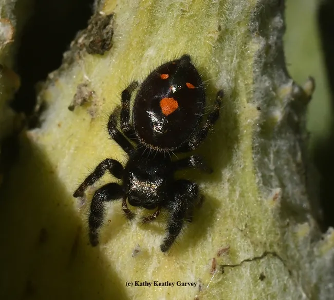 Orange you glad it's almost Halloween? A juvenile bold jumping spider, Phidippus audax, hangs out on a showy milkweed. (Photo by Kathy Keatley Garvey)