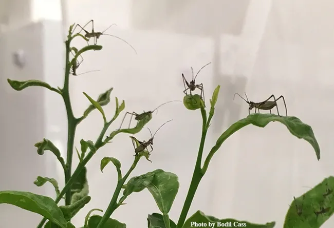 In this image, fork-tailed katydids are all over citrus as part of a research project by postdoctoral scholar Bodil Cass of the Jay Rosenheim, UC Davis. (Photo by Bodil Cass)