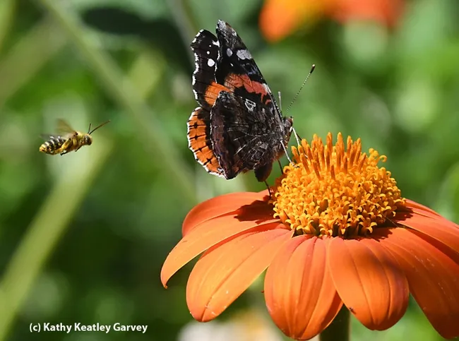"Under Attack!" shows a long-horned bee targeting a Red Admiral butterfly (Vanessa atalanta), also on Tithonia. This image gained acceptance into the international contest, Insect Salon. (Photo by Kathy Keatley Garvey)