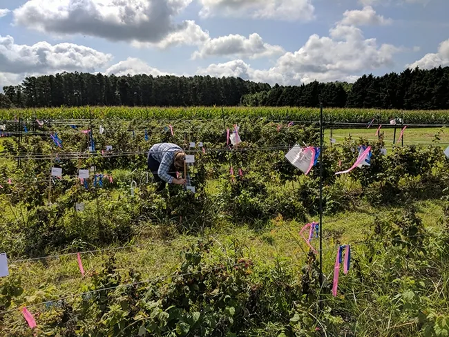 Kelly Hamby works in a University of Maryland research field, a young raspberry planting "where we are deploying spray card to evaluate spray coverage."