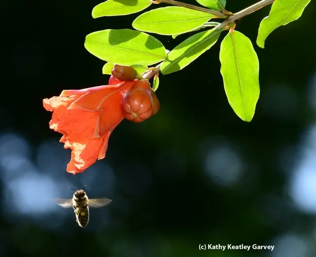 A honey bee makes a beeline for a pomegranate blossom, a Punica granatum 'Wonderful.' This plant will be offered at the Arboretum plant sale on Nov. 4. (Photo by Kathy Keatley Garvey)