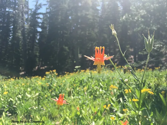 Flowers bloom at this high elevation meadow, which was community ecologist Ash Zemenick's field study site in the Tahoe National Forest. (Photo by Ash Zemenick)