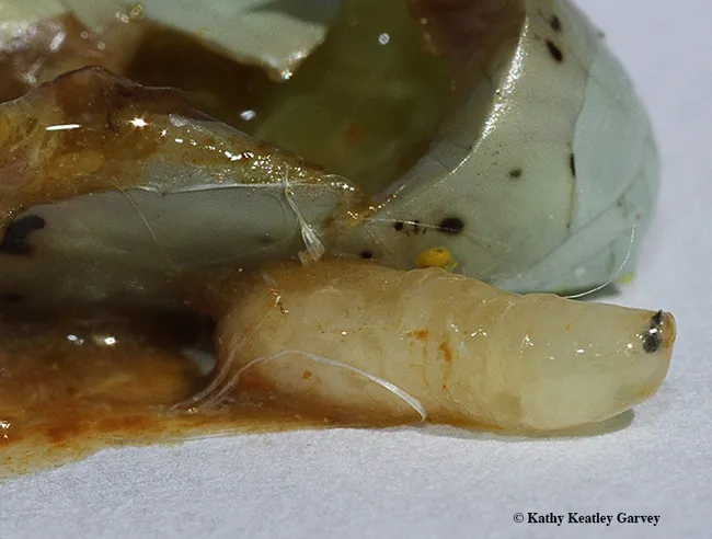 Tachinid fly larva emerges from a monarch chrysalis. It will turn brown, harden, and become a pupa--and eventually, an adult tachinid fly. (Photo by Kathy Keatley Garvey)