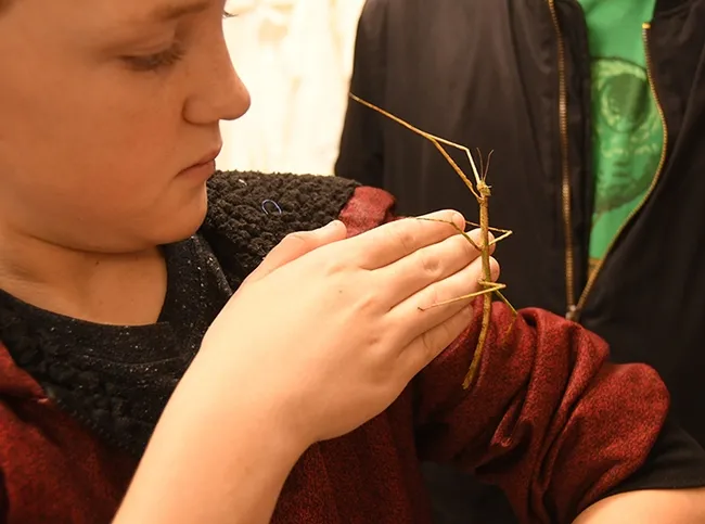 A stick insect maneuvers toward 12-year-old Elliott Bren of Sacramento. (Photo by Kathy Keatley Garvey)