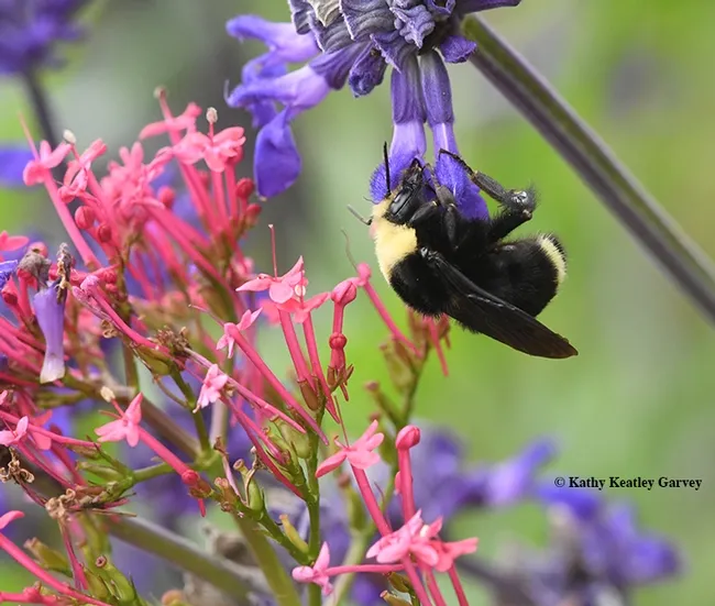 A queen bumble bee, Bombus vosnesenskii, nectaring on Salvia indigo spires in Kate Frey's pollinator garden on Nov. 12, 2017 at the Sonoma Cornerstone. (Photo by Kathy Keatley Garvey)