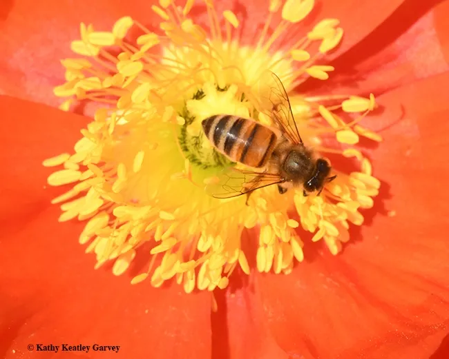 Dinner for one? One and done! (Photo by Kathy Keatley Garvey)