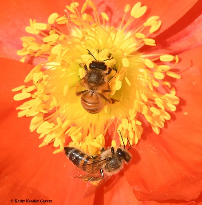 Dinner for two? This is something new! (Photo by Kathy Keatley Garvey)