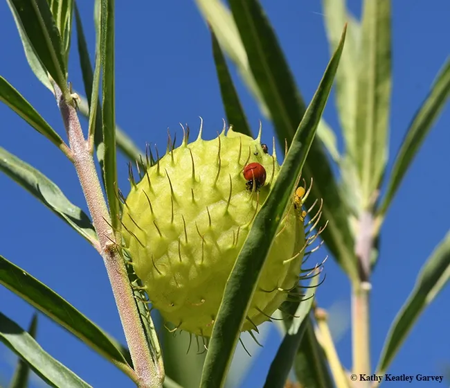 A lady beetle feasts on aphids on a milkweed plant, Gomphocarpus physocarpus, also known as balloon-plant milkweed or hairy balls. Note the spiky hairs. (Photo by Kathy Keatley Garvey)