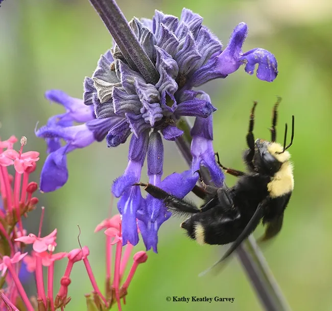 A queen yellow-faced bumble bee, Bombus vosnesenskii, brakes during a winter break in Sonoma. (Photo by Kathy Keatley Garvey)