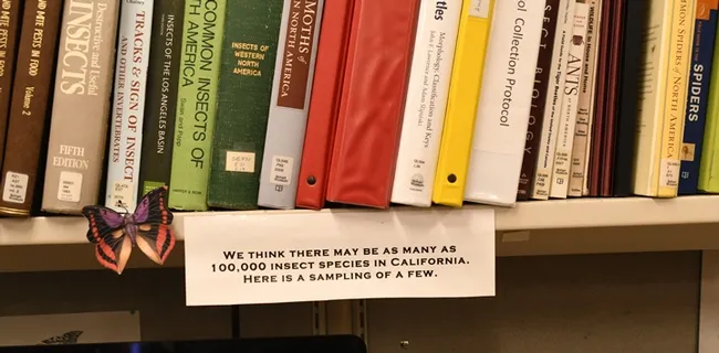 How many insects are there? The scientists at the Bohart Museum of Entomology will tell you. (Photo by Kathy Keatley Garvey)
