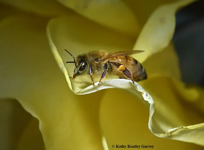 If fuse art with science through drawings, paintings, watercolors, photographs, sculptures, textiles, video, or mixed media, consider entering the Consilience of Art and Science Show at the Pence Gallery, Davis. Here a honey bee "poses" on a yellow rose in the winter. (Photo by Kathy Keatley Garvey)