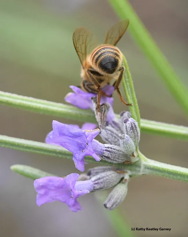 Bye, bye! That's it for me. (Photo by Kathy Keatley Garvey)