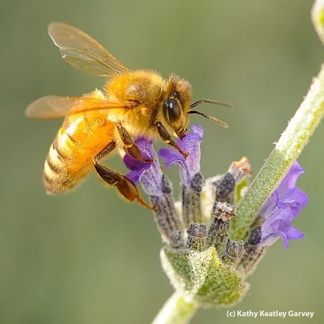 Five gold rings? How about five golden bees? "On the fifth day of Christmas, my true love gave to me: 5 golden bees, 4 calling cicadas, 3 French flies, 2 tortoise beetles and a psyllid in a pear tree. (Photo by Kathy Keatley Garvey)