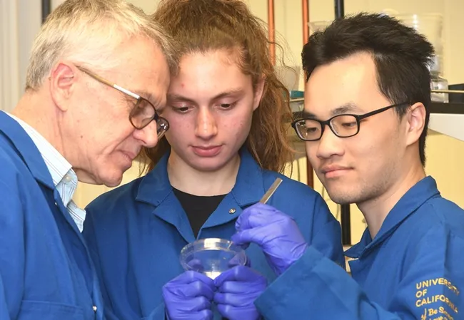 Looking over mosquito specimens are (from left) UC Davis chemical ecologist Walter Leal and two members of the research team: daughter Helena Leal, lead author; and UC Davis student Kaiming Tan. Not pictured is UC Davis student researcher Justin K. Hwang. (Photo by Kathy Keatley Garvey)