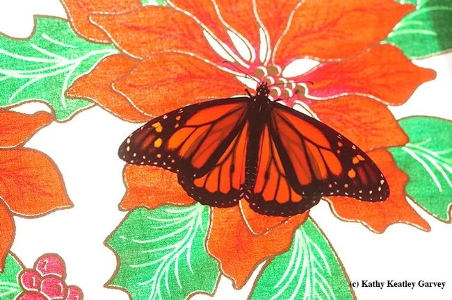 A newly eclosed monarch spreads its wings. It's symbol of hope, love, joy, change, transformation, strength and endurance. (Photo by Kathy Keatley Garvey)