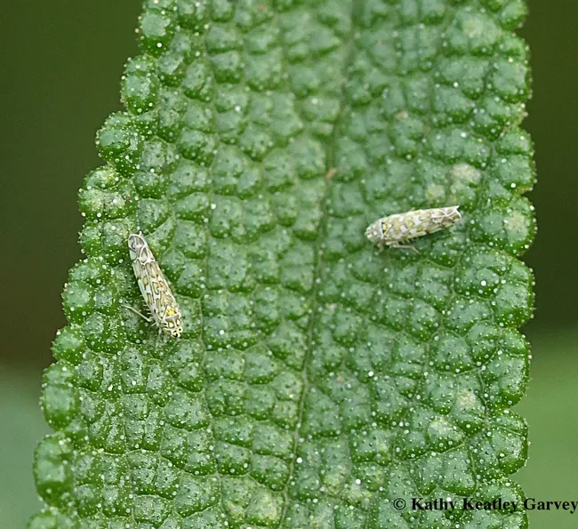 Two leafhoppers sharing a black sage leaf in Vacaville, Calif. They are Typhlocybinae leafhoppers, Eupteryx decemnotata, according to Robert Lord Zimlich of BugGuide.Net. (Photo by Kathy Keatley Garvey)