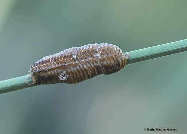 A praying mantis egg case or ootheca, clings to a Mexican grass tree, Dasylirion longissimum, in the UC Davis Arboreum. (Photo by Kathy Keatley Garvey)