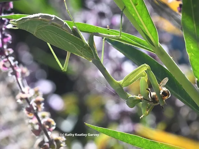The ootheca or praying mantis egg case above is probably the work of a Stagmomantis limbata, like this one, shown here feasting on a honey bee in Vacaville, Calif. (Photo by Kathy Keatley Garvey)