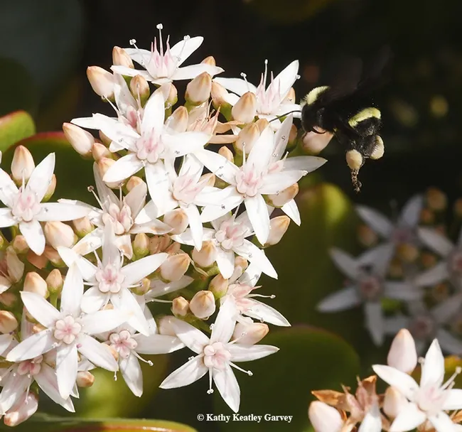 Check out the cream-colored pollen on this yellow-faced bumble bees, Bombus vosnesenskii, nectaring today (Jan. 1) on jade at the Benicia Capitol State Historic Park. (Photo by Kathy Keatley Garvey)