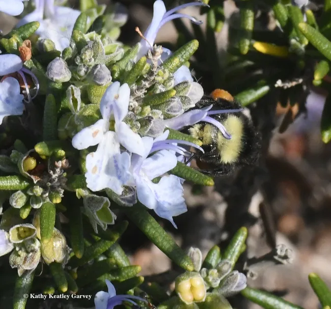 Peek-a-bee! The foraging bumble bee, Bombus vosnesenskii, displays a little of its orange pollen. (Photo by Kathy Keatley Garvey)