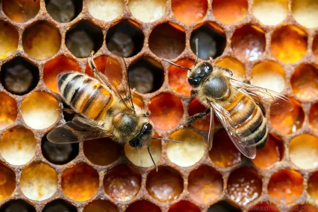 This image of honey bees by Alex Wild will be part of the Jan. 8-April 22 exhibition, "It's Bugged: Insects' Role in Design," and also will be featured at the Bohart Museum open house on Jan. 21. See alexanderwild.com for more of his photos. (Image copyrighted by Alex Wild and used with permission)