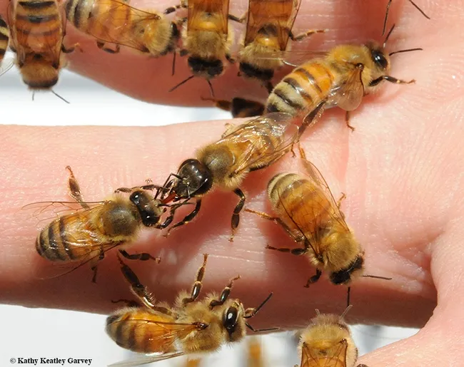 Bees sharing nectar with their hungry sisters. (Photo by Kathy Keatley Garvey)