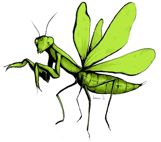 This stunning praying mantis illustration is the work of Ivana Li, UC Davis entomologist and artist. It will be among the art displayed at the Bohart Museum of Entomology's open house on Jan. 21.
