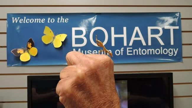 A praying mantis held next to the Bohart Museum of Entomology banner. (Photo by Kathy Keatley Garvey)
