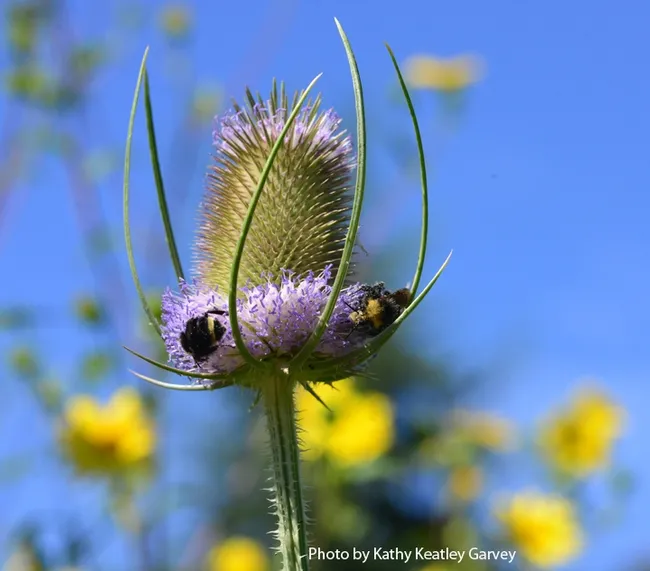 Two yellow-faced bumble bees, Bombus vosnesenskii, share teasel in the Kate and Ben Frey Garden, Hopland. (Photo by Kathy Keatley Garvey)