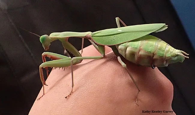 This praying mantis, nicknamed "Watermelon," is an adult female Australian rainforest mantis, Hierodula majuscola, part of the collection of UC Davis entomology student Lohit Garikipati. He will display this mantis and others from 1 to 4 p.m., Saturday, Feb. 17 at the Bohart Museum of Entomology. (Photo by Kathy Keatley Garvey)