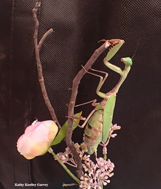 The red and green coloration on this Australian rainforest mantis, Hierodula majuscola, led Lohit Garikipati to name her "Watermelon." (Photo by Kathy Keatley Garvey)
