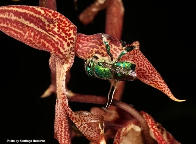 The colorful orchid bees "are extremely charismatic organisms," says UC Davis researcher Santiago Ramirez. (Photo by Santiago Ramirez)