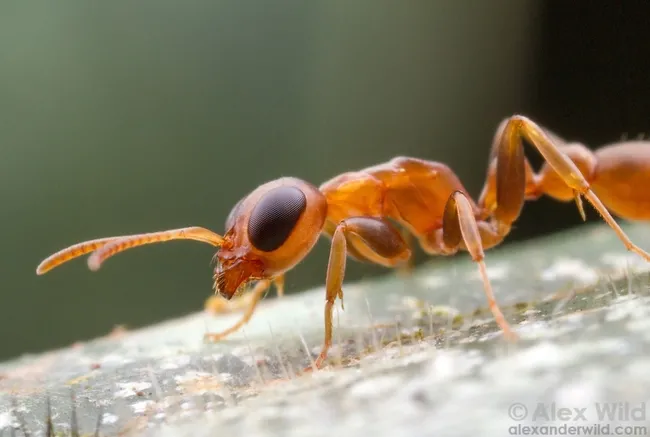 This is a big-eyed ant, Pseudomyrmex boopis. Alexander Wild, who received his doctorate in entomology from UC Davis and is now curator of entomology, University of Austin, Texas, captured this image in Armenia, Belize. See more of his images at alexanderwild.com. (Copyrighted by Alex Wild and used with permission)