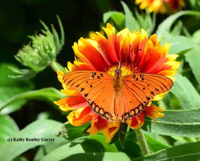 A Gulf Fritillary butterfly, Agraulis vanillae, flutters on a Gaillardia. (Photo by Kathy Keatley Garvey)