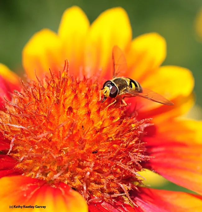A syrphid fly, also called a hover fly or flower fly, stakes out a Gaillardia. (Photo by Kathy Keatley Garvey)