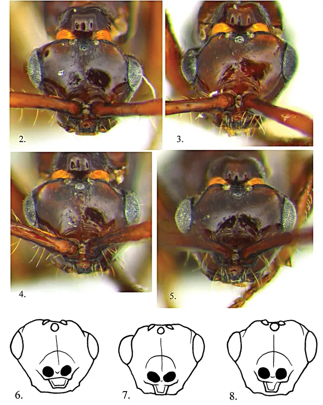 Heads of Rhadinoscelidia malaysiae species. "One of the most unusual things about these wasps is the weird head deformities," says Lynn Kimsey. "I’ve never seen it in any other wasps or bees that I’ve studied."