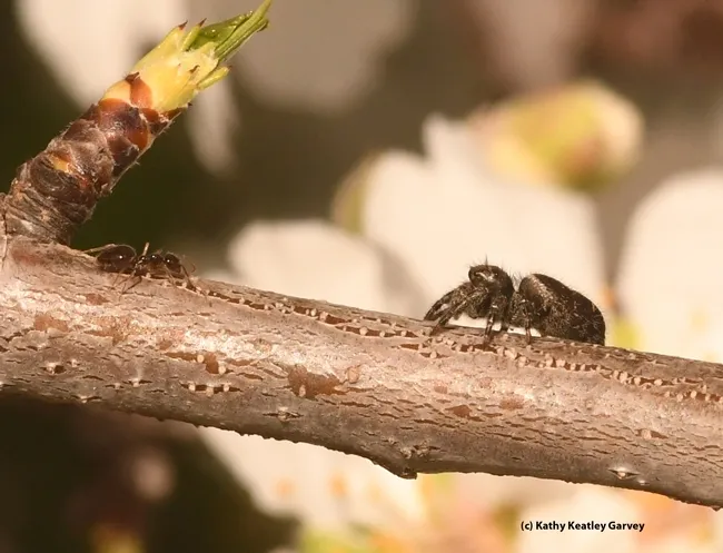 A winter ant, Prenolepis imparis, encounters a Phidippus, jumping spider in an almond tree on Bee Biology Road, UC Davis. (Photo by Kathy Keatley Garvey)