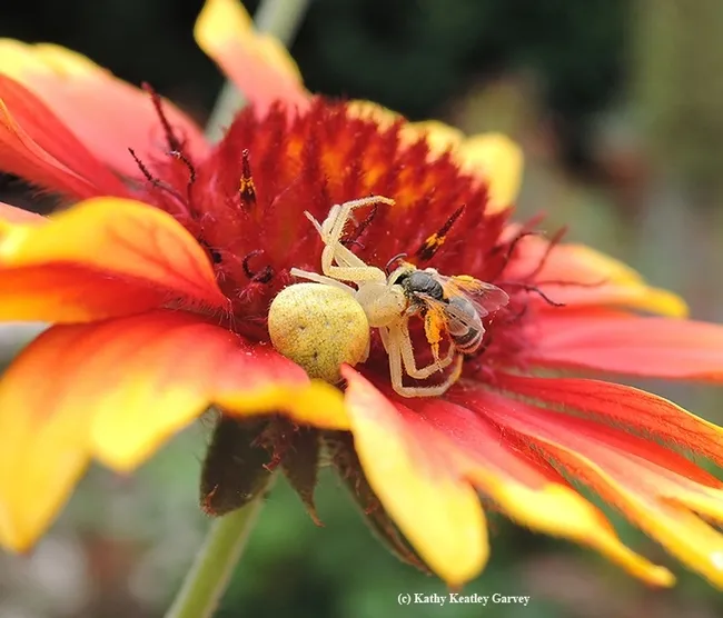 A blanketflower, Gaillardia, was a perfect meeting place for this crab spider and a bee, Halictus tripartitus. (Photo by Kathy Keatley Garvey)