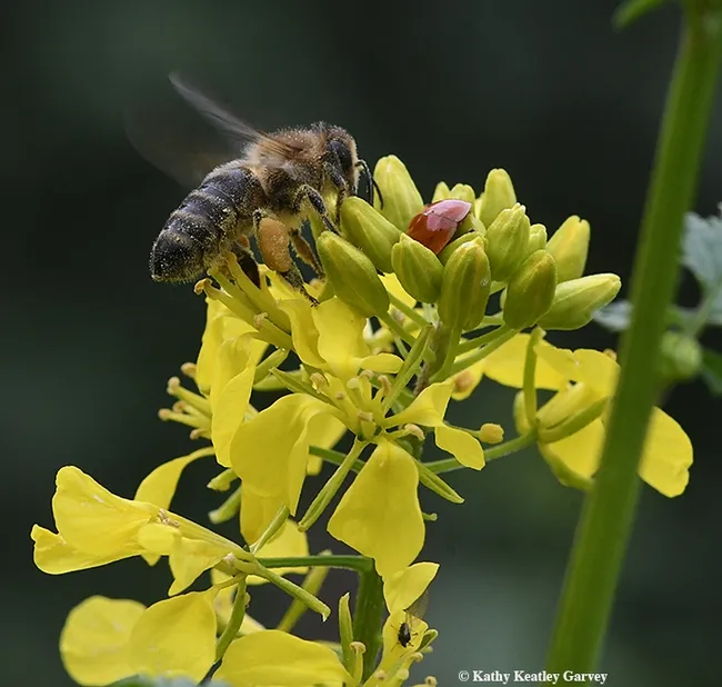 "Okay, ladybug, I'm coming closer." (Photo by Kathy Keatley Garvey)