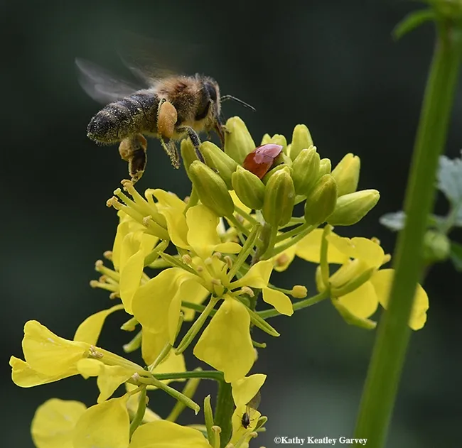 "Okay, ladybug, I'm leaving. Enjoy the aphids." (Photo by Kathy Keatley Garvey)