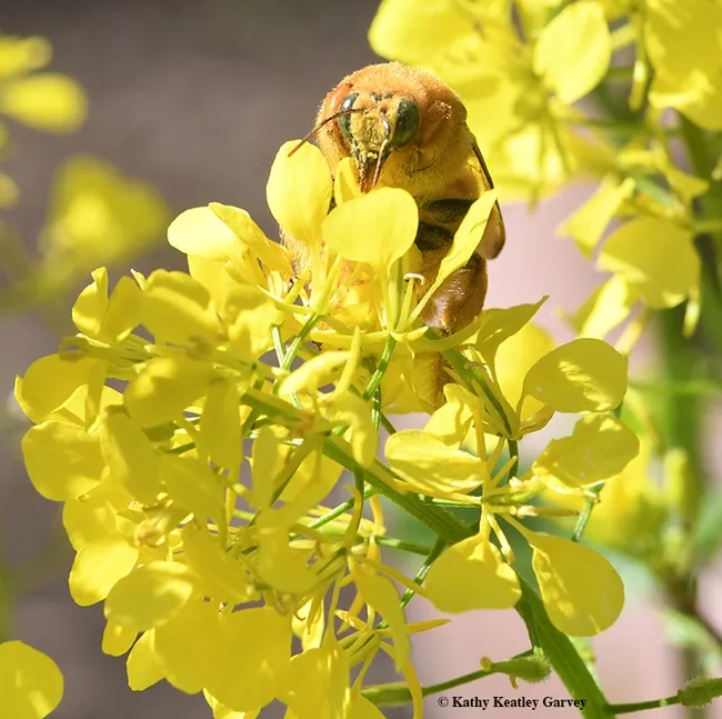 Peek-a-bee! The male Valley carpenter bee peers at the photographer. (Photo by Kathy Keatley Garvey)
