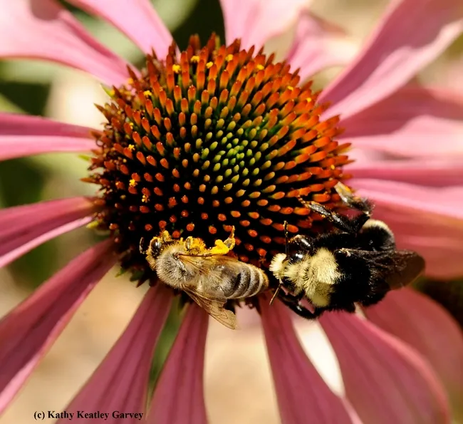 Honey bee and yellow-faced bumble bee, Bombus vosnesenskii, sharing a coneflower. (Photo by Kathy Keatley Garvey)