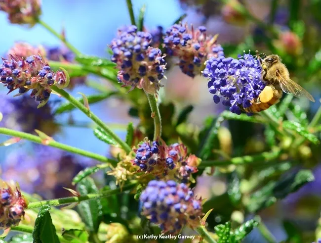 Honey bees love ceanothus, a plant that will be offered at the Häagen-Dazs Honey Bee Haven on Saturday, April 7 from 11 a.m. to 2 p.m., and at the UC Davis Arboretum Plant Nursery sale on April 14 from 9 a.m. to 1 p.m. (Photo by Kathy Keatley Garvey)