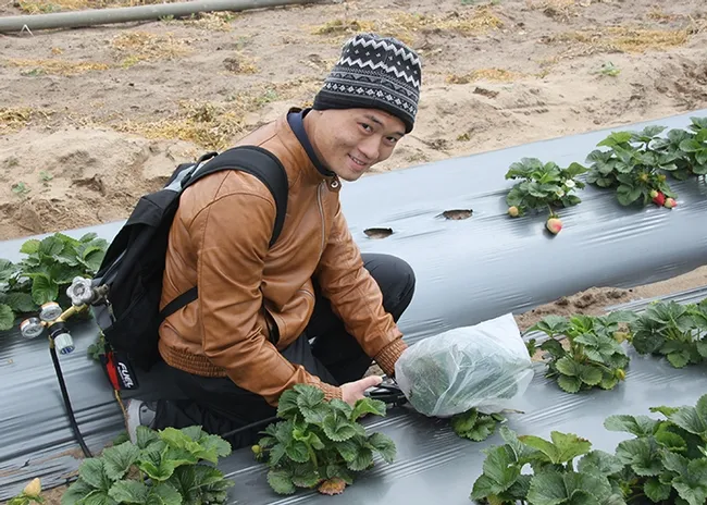 Hoang Danh "Derrick" Nguyen, who is studying for his master's degree in entomology, is shown here sampling insects from strawerry plants. (Photo by Christian Nansen)
