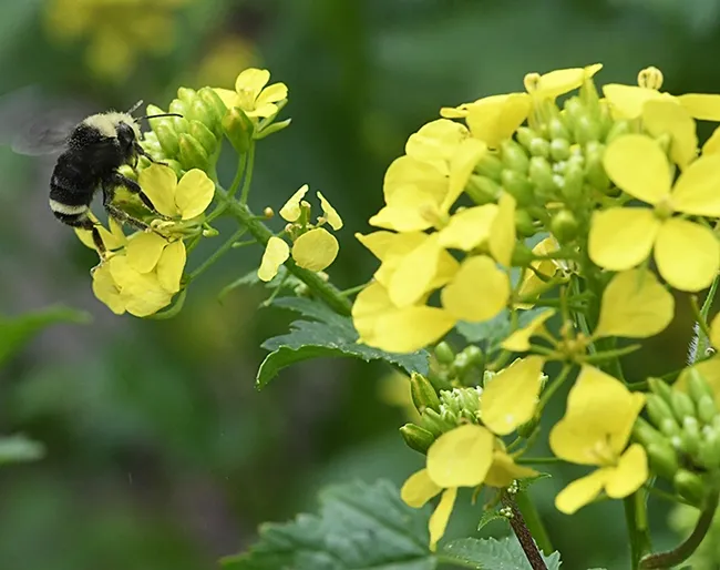 It doesn't get any better than this. Yellow-faced bumble bee (Bombus vosnesenskii) lands on a mustard blossom. (Photo by Kathy Keatley Garvey)